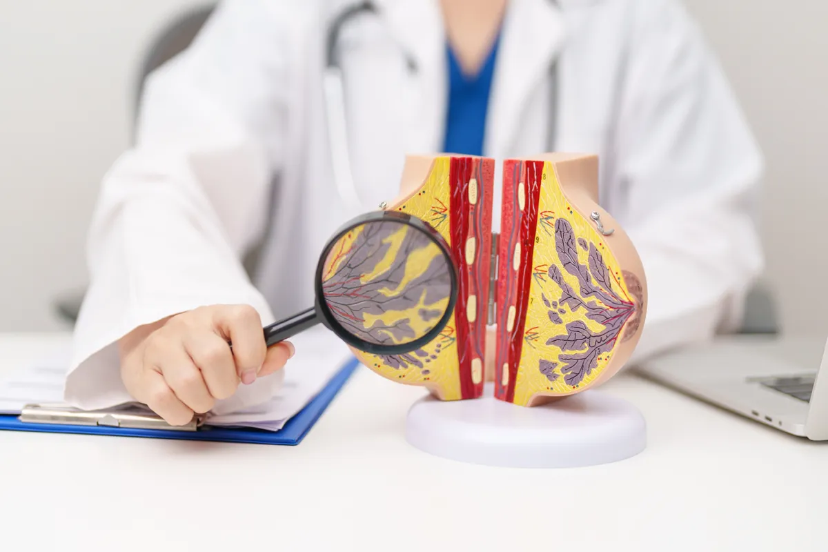 Plastic surgeon analysing breast anatomical model